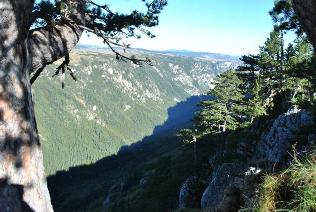 Underwoods Zabljak Guesthouse Ngoại thất bức ảnh